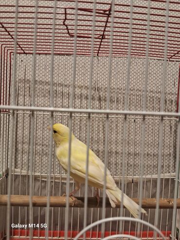 Digər quşlar: Kanareyka quşları və qəfəs Məhsul təsviri: - Şəkillərdə ağ və sarı — 9