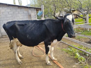 коровы бишкек: Продаю | Корова (самка) | Голштин | Для разведения, Для молока | После отела, Искусственник