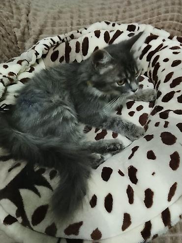взять котика в добрые руки: Кошка даром: Беспородная, Девочка — 2