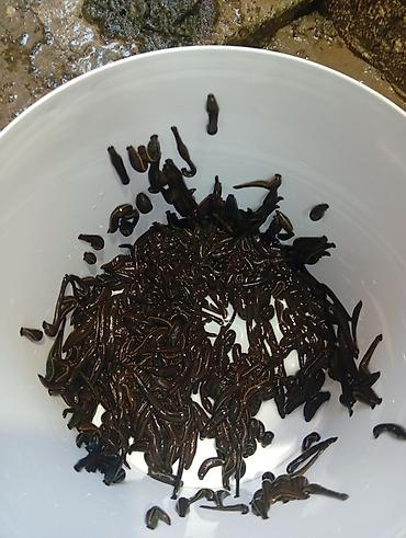 продам сельхоз животных: Пиявки медицинские (Hirudo medicinalis), свежесобранные, живые — 2
