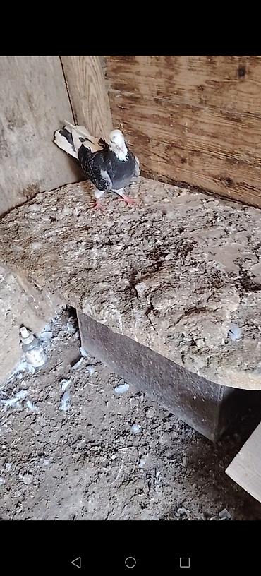 goyercin sekli: Bir quwxananin quwlaridi icinde ucuwu bilinen kotuk quwlar var goy — 4