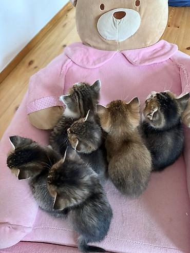 heyvanlara verilən adlar: Ana gold chinchila (long hair) Ata british shorthair 1ay yarimliq — 9