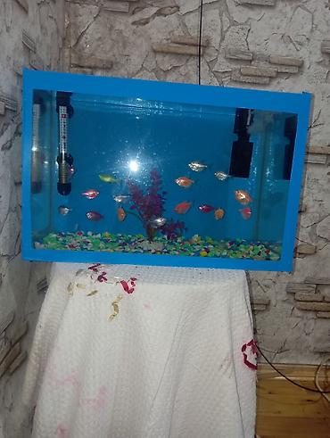 koi balığı satılık: 🐠 *AKVARYUM SATILIR - MƏRDƏKAN* 🐠 📏 Ölçü: Eni 46 sm / Uzunluğu 30 sm — 3