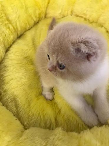 Pişiklər: Şotland yastı qulaq, Dişi, Erkək, Yaxşı əllərə, Pulsuz çatdırılma, Ödənişli çatdırılma, Rayonlara çatdırılma — 8