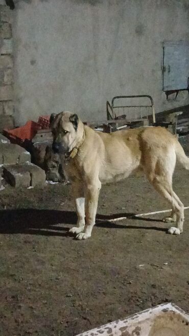 İtlər: Qurdbasar, 2 il, Erkek — 5