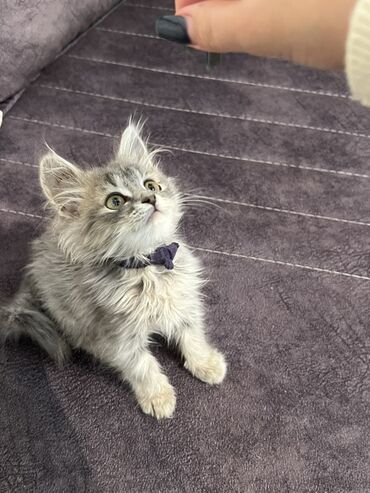 в хорошие руки собаку: Şinşilla, Erkək