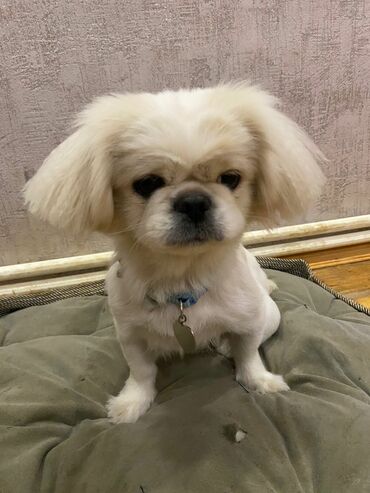 it satisi afcarka: Pekines, 1 ay, Dişi, Peyvəndli, Ünvandan götürmə