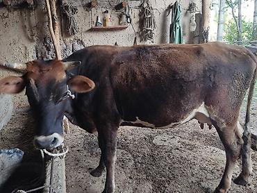 Продам с/х животных: Продаю | Корова (самка) | Для молока | Привязанные — 2