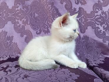 бархатные котята: Самец
