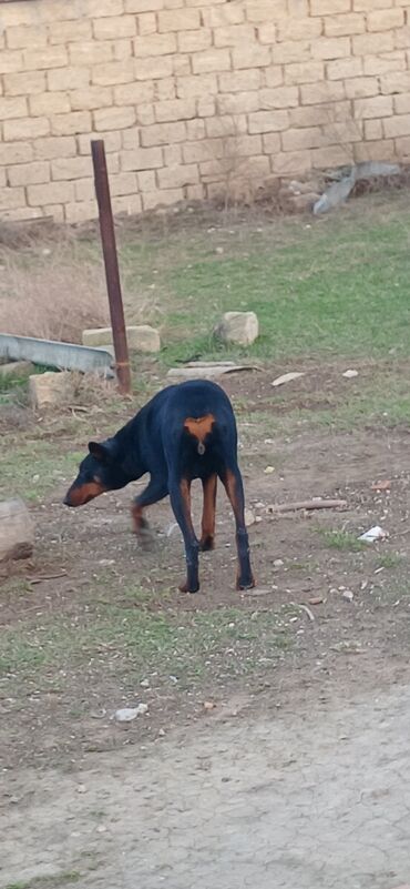 İtlər: Doberman, 10 ay, Dişi, Peyvəndli, Ödənişli çatdırılma — 6