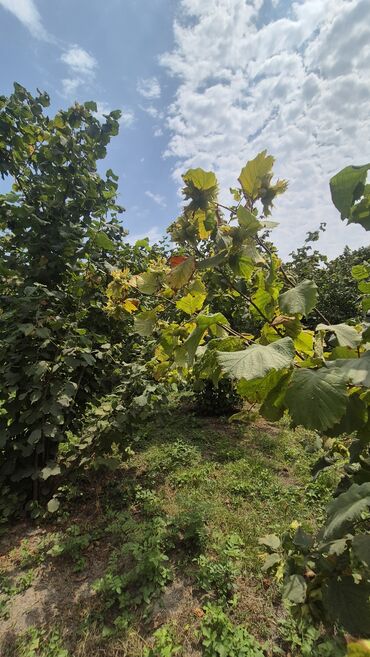 Другие растения: Xaçmaz rayonu, Qaracəlli kəndində möhtəşəm bağ sahəsi satılır!