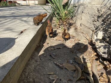 домик для кошка: Продаю | Куры | Для разведения