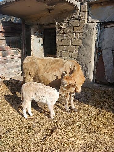 inək: Ana bala ikisi birlikte satilir.2ci qarinadi. gunde 8 litr sud — 3