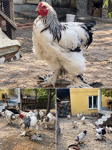 инкубационные яйца брама: Продаю | Куры | Брама | Для разведения — 1