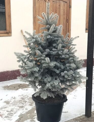 гатовый душ: Продаются живые елки для нового года 🌿🌲 От 60см до 160см. В горшках и