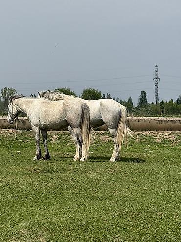 Лошади, кони: Продаю | Кобыла (самка) | Рабочий — 6