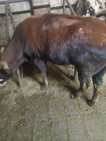 Dana, buzov: 23 dişi dana, 3 erkək dana satılır . Danalar diri çəkiylə 7 manatdan — 5