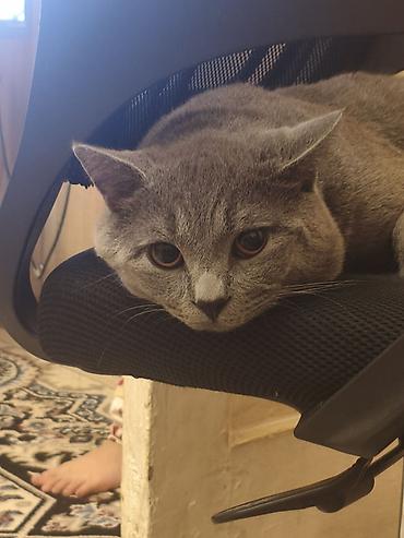 Ofis və oyun kresloları: Satılırlar baxa bilecek insanlara verilir boz şotland cinsidir erkek — 3