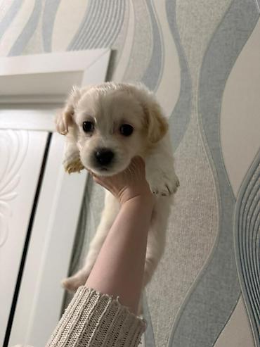 İtlər: Retriever, 2 ay — 14