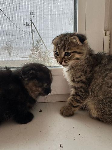 Продажа кошек: Котята 500с каждая . мама вислоухая. 2 месяца котятам. можно забрать с — 15