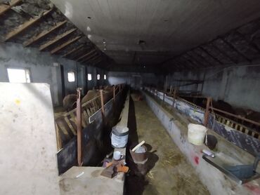 Anbar və emalatxanalar: Ferma/təsərrüfat sahəsi40 baş iri buynuzlu heyvan saxlanılması üçün — 6
