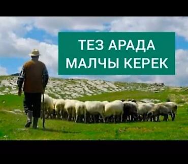 Доярки: Требуется помощник по хозяйству скота и по дому мужчина с проживанием — 1