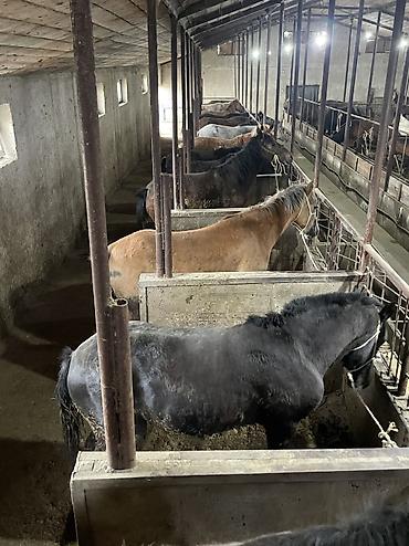 Лошади, кони: Продаю | Кобыла (самка), Конь (самец), Жеребец | На забой | Мерин — 12