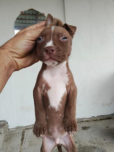 ov itleri satilir: Pitbul, 2 ay, Erkək, Peyvəndli — 1