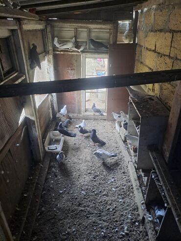 котята породистые купить: Məhsul: Ev göyərçinləri (qarışıq rəng və cinslər) Təsvir: -