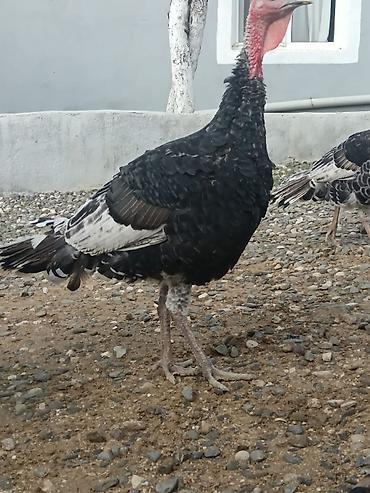 afcarka it adlari: Dişinin kilosu-19m
erkeyin kilosu-17m — 4