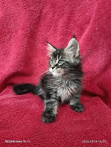 кошки шотландские: Мейн-Куны 🥰🥰🥰. Продаются котята Рысята ♥️ Чистокровные, Шикарные — 7