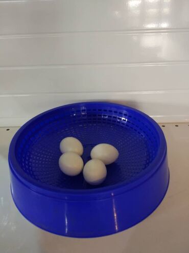 бройлер яйцо: Гнездо для голубей от 35сом Яйцо подкладное голубиное, чтобы