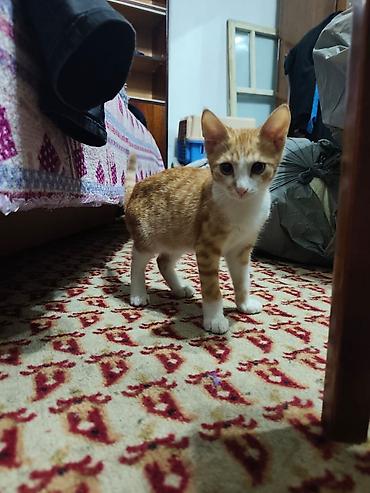 Мышыктар: КОТЁНОК МАЛЬЧИК 2,5 МЕСЯЦА. Милый рыжебелый котёнок с короткой — 6
