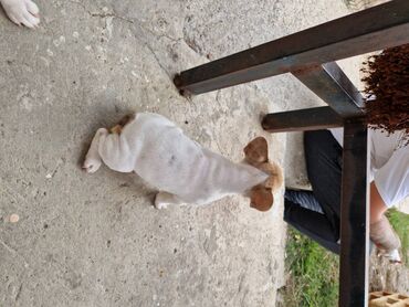 Psi: Štenci francuskog buldoga, oštenjeni 28.07, čekaju svoje nove na lalafo.rs — 7 Psi: Štenci francuskog buldoga, oštenjeni 28.07, čekaju svoje nove — 7