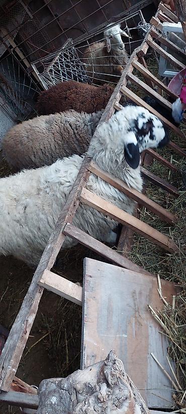 Баран, овца: Продаю | Баран (самец) | Для разведения — 6