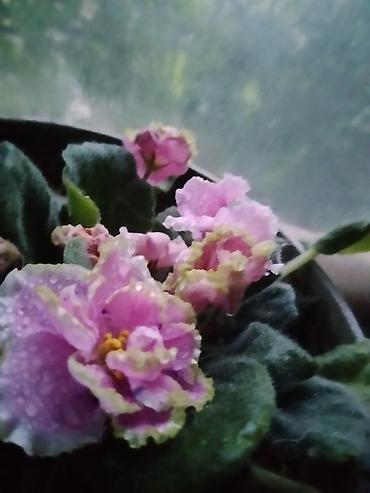 сирень цветы: Сенполия (фиалка комнатная) с махровыми цветами. - Окрас — 1