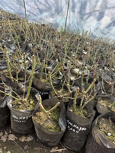 Роза: Саженцы — 10