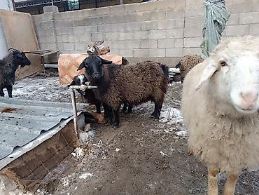 Баран, овца: Продаю | Баран (самец) | Для разведения | Матка — 3