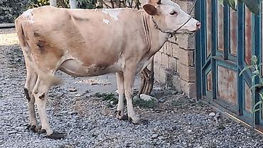 Inəklər, öküzlər: Dişi, Simental, il: 3, 450 kq — 11