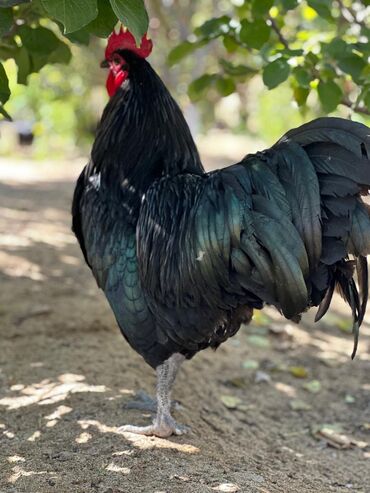Toyuqlar: Təmiz qan Avstralop cücələr topdan satılır. 1 gündən 1 ayına kimi — 4