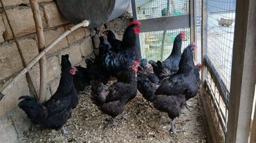 quş yuvaları: Hopdavoy 15 Manat Yumurayirlar