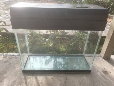 балык малёк: Аквариум стеклянный с крышкой