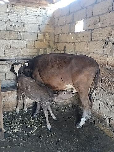Inəklər, öküzlər: Salam aleykum birinci qarına dogmush duyedi altında dishi balası var — 1
