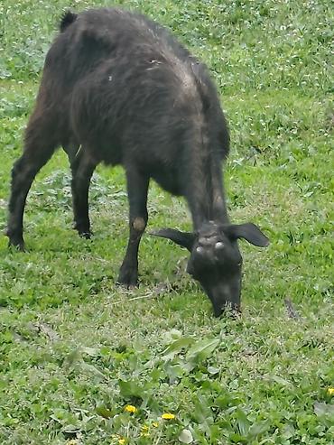 Козы, козлы: Продаю | Коза (самка), Козёл (самец), Козлёнок — 5