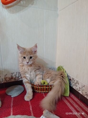 вислоухий сиамский кот: Мейн-кун, Самец