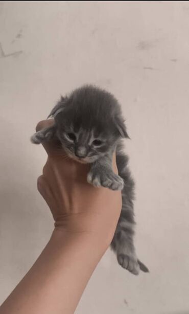 русская голубая длинношерстная кошка: Предлагаются котята породы мейн-кун для предварительного бронирования