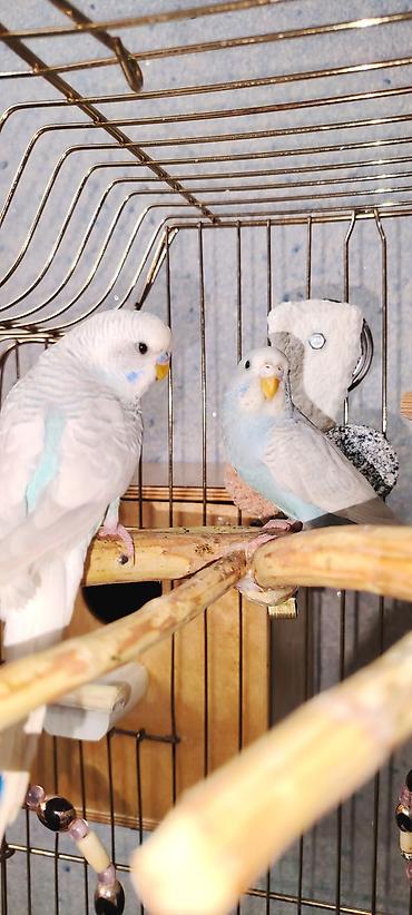 it satiwi: Fosvor Olan Ağ İsə Cütü Sonu 60M — 4