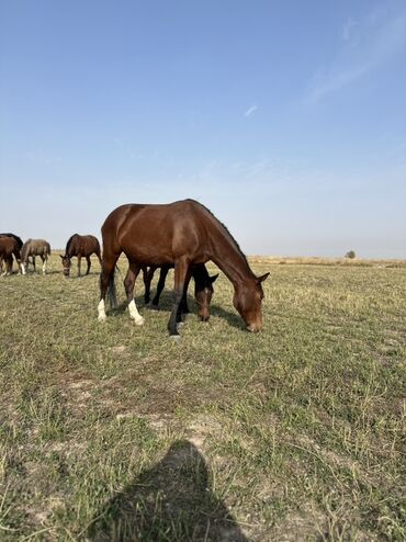 Лошади, кони: Продаю | Жеребенок, Жеребец, Кобыла (самка) | Кара Жорго | Для молока, Для разведения, На забой — 27