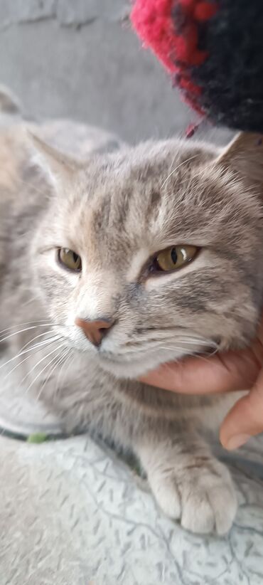 британская короткошерстная кошка шиншилла: Отдам Кошку без блох, чуть-чуть линяет.Не кусается,какает только на