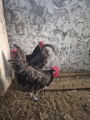 quş yuvaları: Toyuq, Australorp, Damazlıq, Ünvandan götürmə, Ödənişli çatdırılma